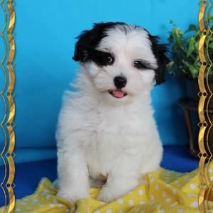 Meet your Posher, Marcella